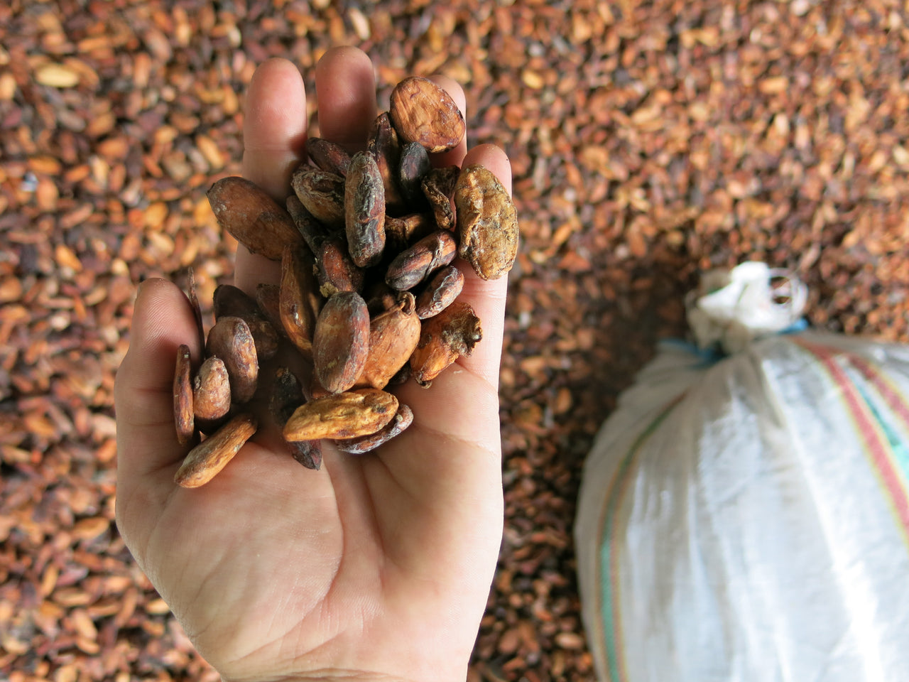Alkalisiertes Kakaopulver 20-22% | Bio, Vegan, Ohne Zucker