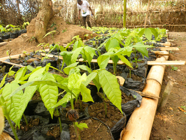 Alkalisiertes Kakaopulver 20-22% | Bio, Vegan, Ohne Zucker